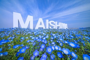 Osaka Maishima Seaside Park Nemophila Festival