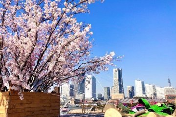 Osanbashi Sakura Festival 2026