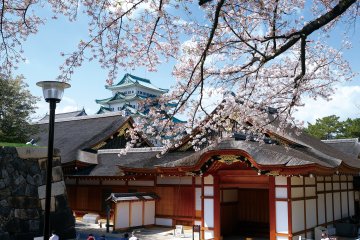 Nagoya Castle Cherry Blossom Festival