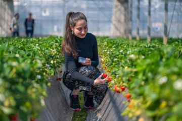 Strawberry Picking at Tsukuihama Tourist Farm