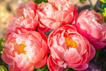 Senhime Peony Festival 2027