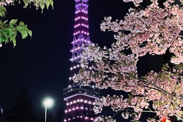 Cherry blossoms and Tokyo Tower