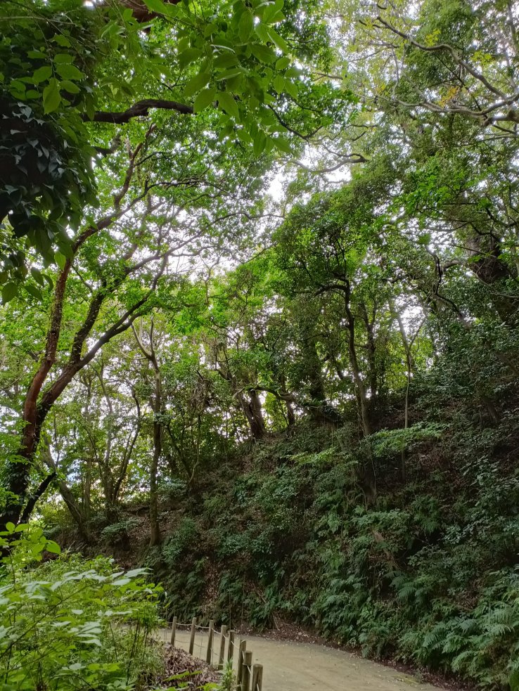 Shiroyama Hill