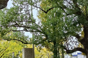 Saigo's birthplace