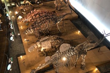 The museum has 50 real-sized dinosaur exhibits as part of their permanent exhibition