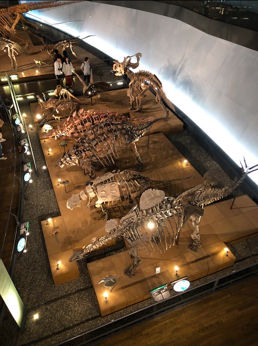 The museum has 50 real-sized dinosaur exhibits as part of their permanent exhibition