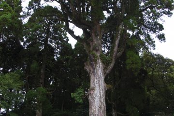 One of the ancient protected trees in the area. This one is said to be over eight-hundred years old.