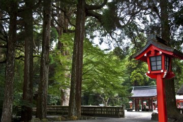Endless trees in the surroundings of the shrine