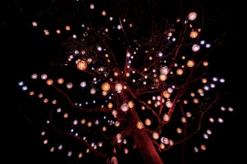 teamLab, Resonating Universe in the Tabunoki Tree © teamLab