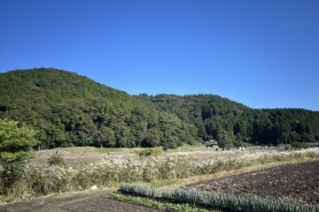 Mountain views with pampas grass