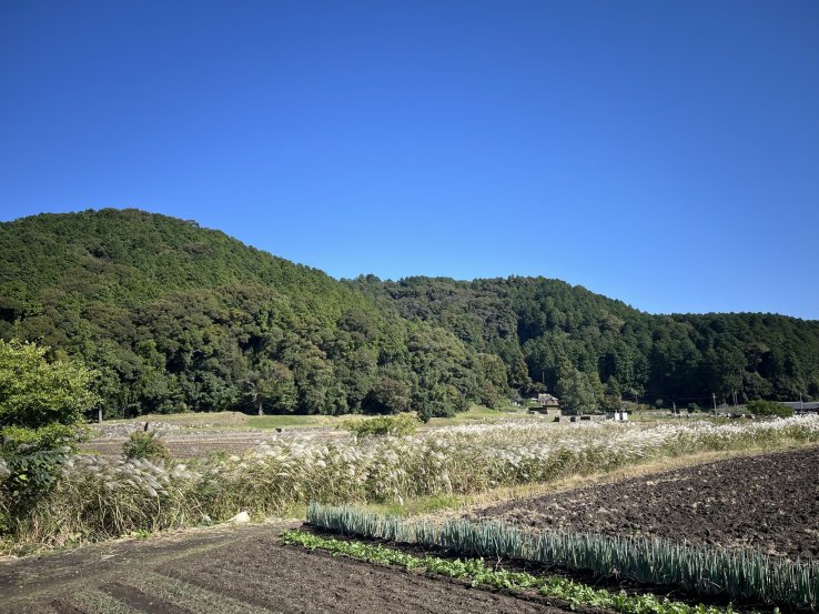 Mountain views with pampas grass