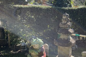 Bask in the sun with this little frog