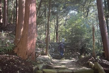 Beautiful red pines line the paths