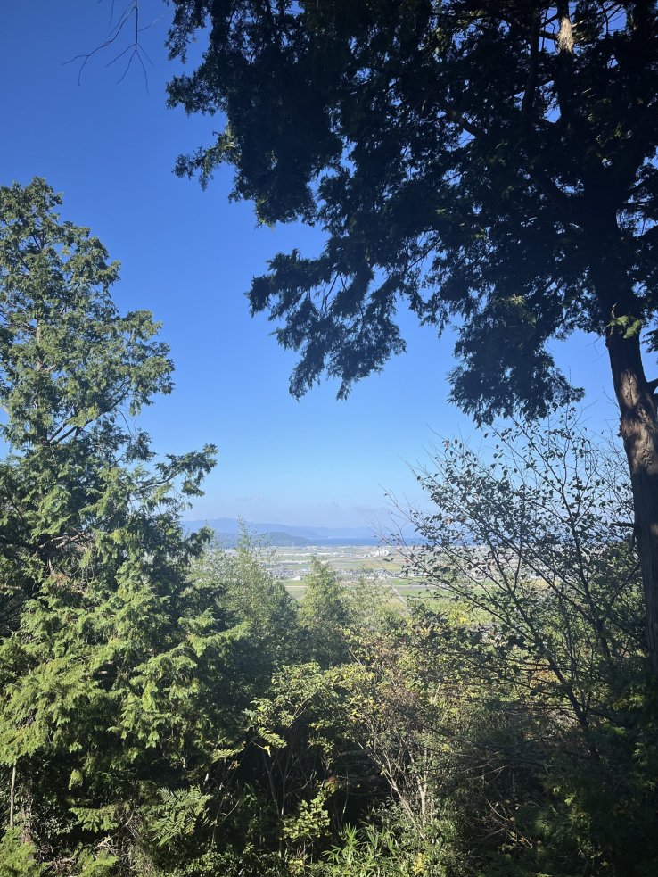 View from the summit through the trees