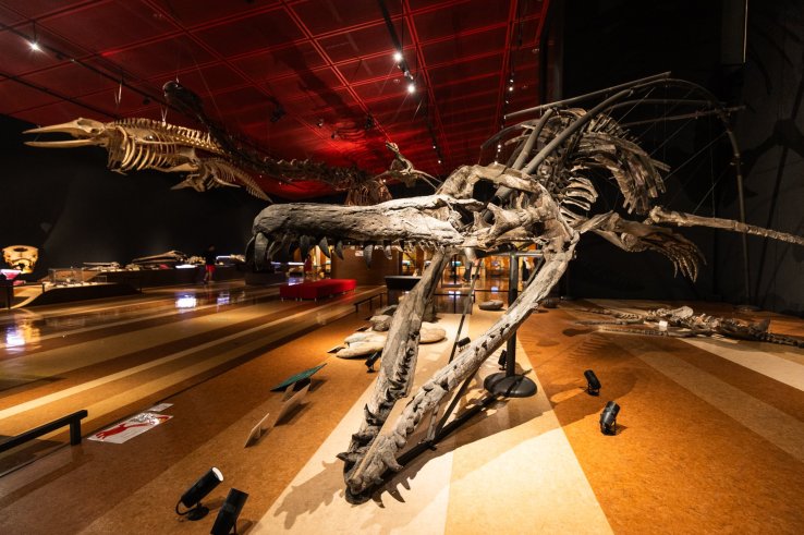 Pliosaurus fossil