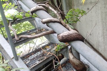 Nature starting to reclaim