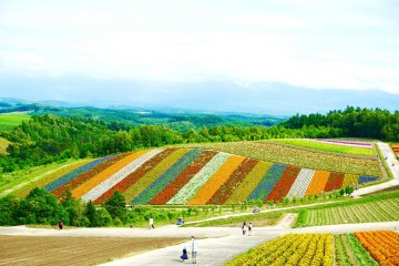 Flower fields in Biei