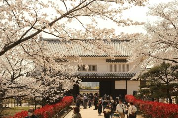First Sakura Forecast Released for 2025