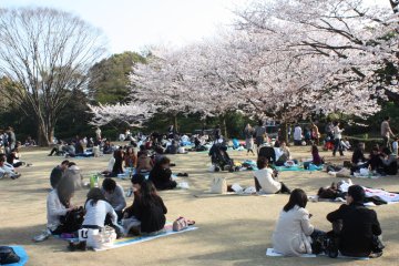 Arriving early is key to securing a spot at many popular sakura destinations!