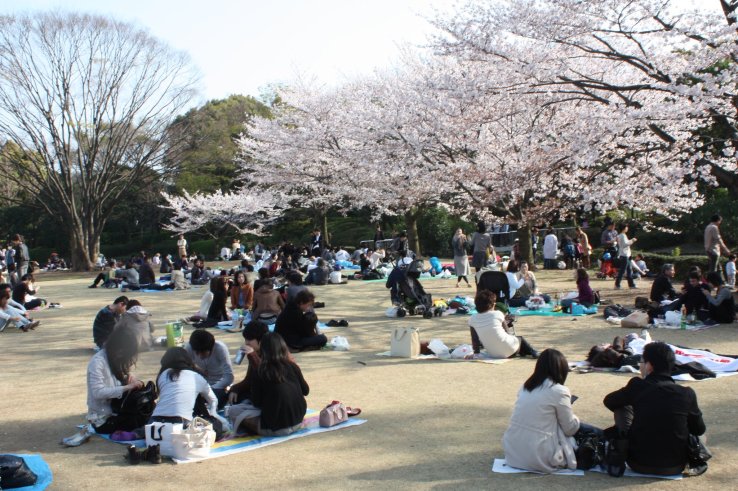 Arriving early is key to securing a spot at many popular sakura destinations!