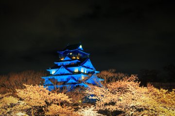Blossoms after dark at Osaka Castle