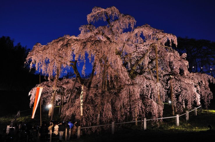 Fukushima's famous Miharu Takizakura, a weeping sakura tree
