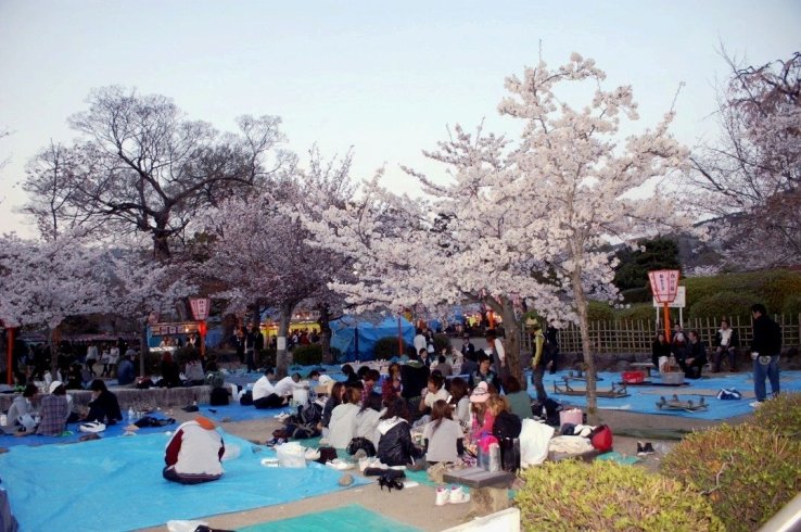 Hanami picnics in full force at Maruyama Park