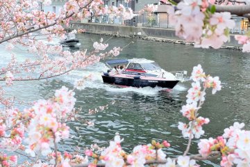 Cherry Blossom Viewing CHANDON Cruise 2025