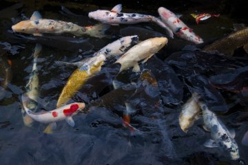 Japanese koi carps in Nakashima River close to Megane-bashi