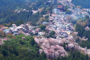 Japan's Top Sakura Spot According to Lonely Planet