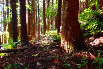 Deep in the cedars