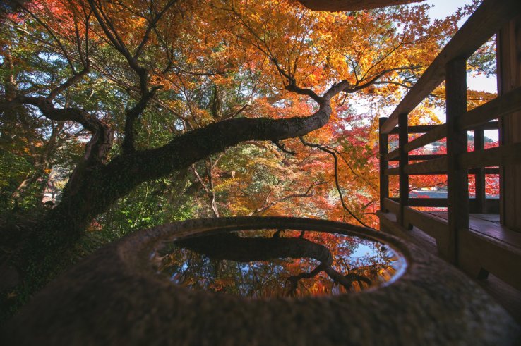 Fiery autumn foliage