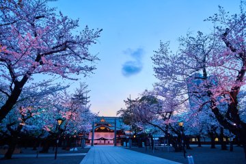 Night Sakura Pilgrimage at Yasukuni Shrine 2027