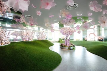 Tenbo Park Sakura Festival 2025
