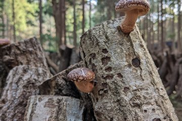Shiitake farming
