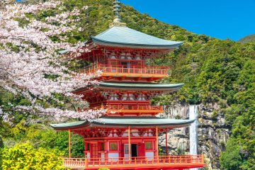 Cherry Blossoms and Tuna Gourmet in Nachikatsuura
