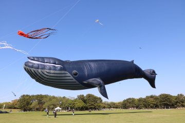 Uminaka Kite Flying Festival 2025