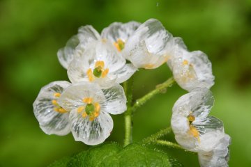 Skeleton Flowers in Japan