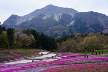9 Places to Visit in Japan This May