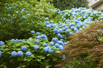 3 Hydrangea Afternoon Teas in Tokyo