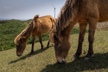 Rare, native pony-like Yonaguni horses are a treasured feature of the island.