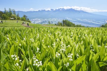1.2 Million Lily of The Valley Festival 2026