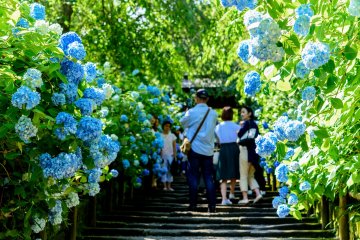 9 Places to Visit in Japan This June