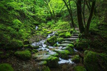 Rock Garden
