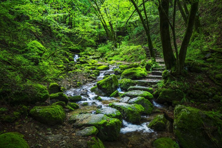 Rock Garden