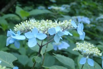Mid-summer flowers