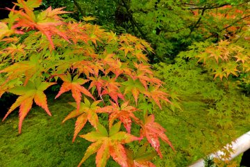 Beautiful autumn leaves