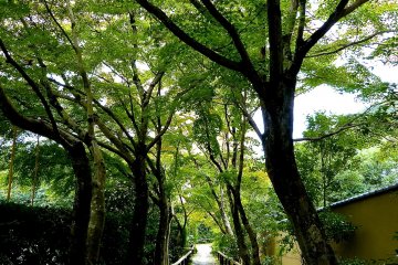 Stone pavement leading to Koetsu-ji Temple