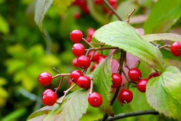 Growing ripe!