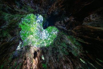 Yakushima Island